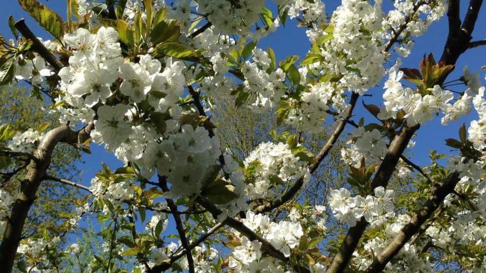 Vakantiehuis Aan Het Bos - Gelegen Aan De Tulpenroute Bant Exterior foto